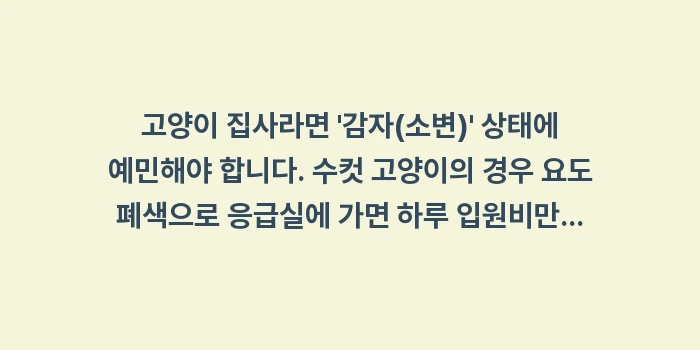고양이 펫보험: 고양이 집사라면 감자(소변... (1)